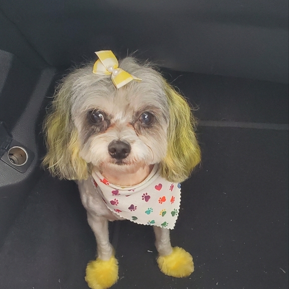 Ellen Degeneres Puppy 🐶 Dress with Ruffle pleated hem pink colar.. X small - Picture 13 of 14